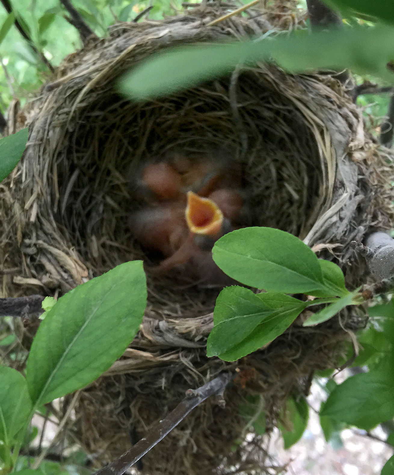 Baby Robins